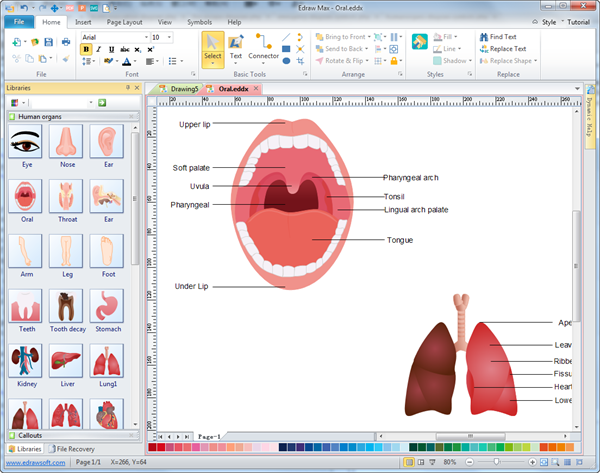 Software de diagrama de órganos humanos