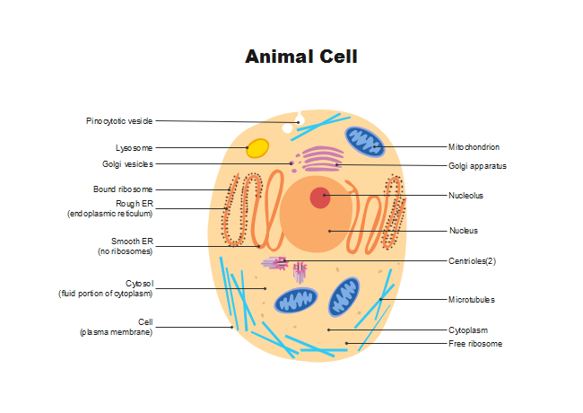 What's Inside a Plant Cell? | crayola.com