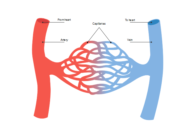blank blood vessels diagram