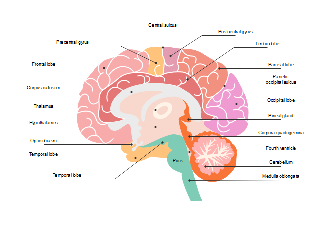 Human Brain Diagram Blank