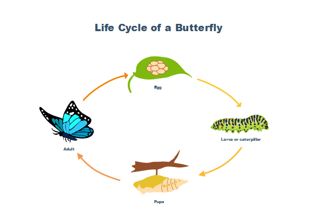 Butterfly Life Cycle | Free Butterfly Life Cycle Templates
