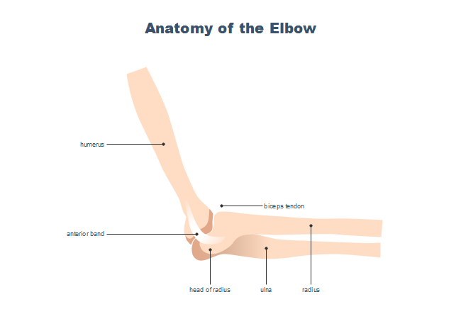 Elbow Joint