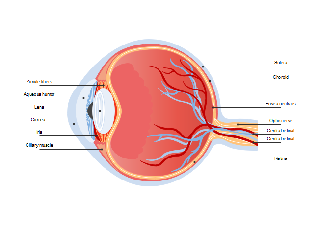 Muscles of the eye diagram