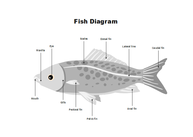 Fish Diagram  Free Fish Diagram Templates