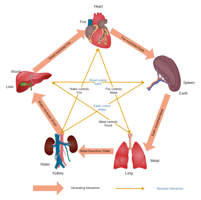Exemple d'application de diagramme d'organes humains
