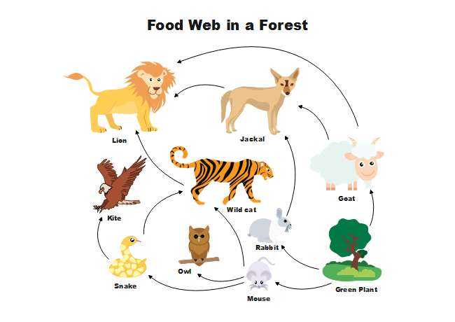 simple food web diagram