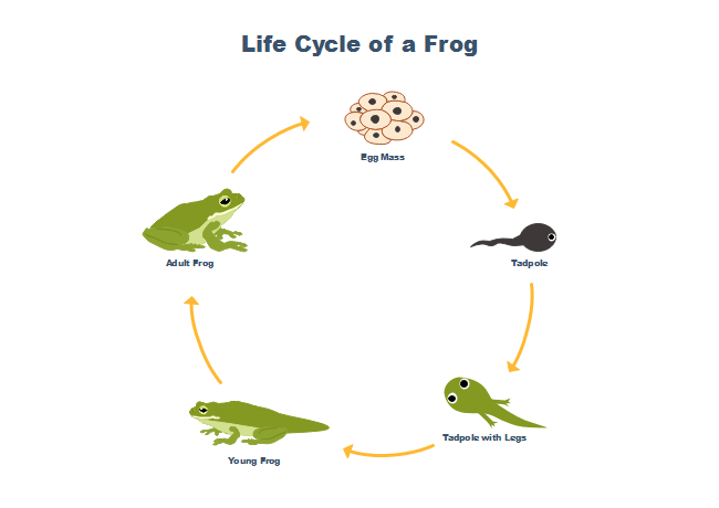 frog reproductive cycle