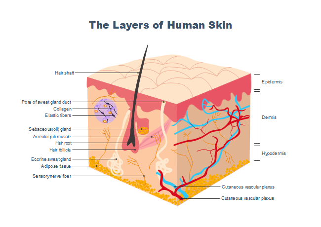 Human Skin Layers