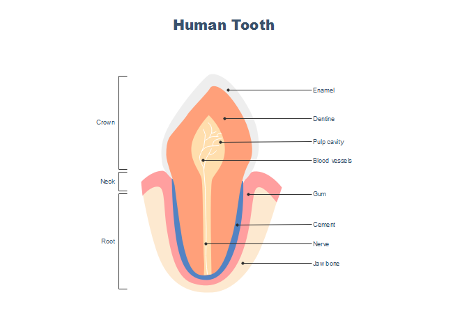 Incisor Tooth Anatomy