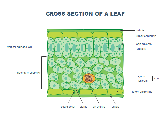 sugar maple leaf cross section
