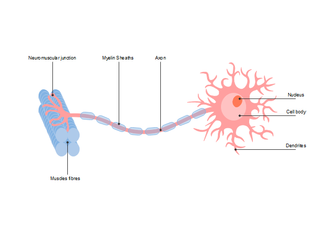 How to draw Neuron unit of nervous tissue  Neurons Draw diagram Biology  diagrams