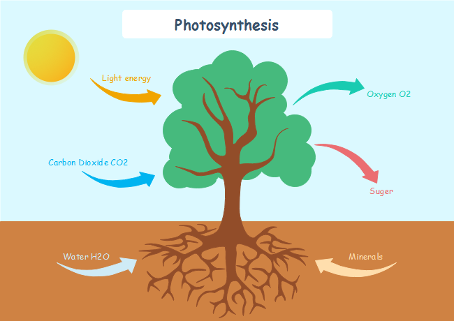 photosynthesis flow chart for kids