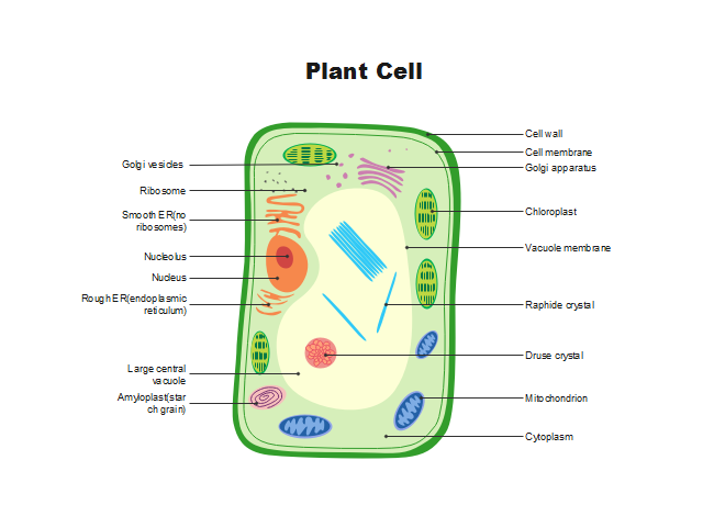 real plant cells labeled