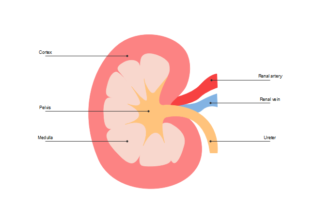 Single Kidney Diagram