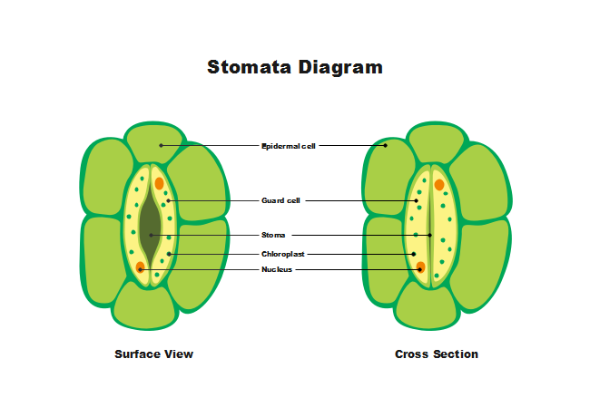 leaf stomata labeled