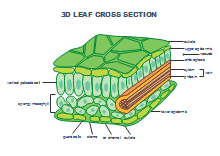 3D Leaf Cross Section