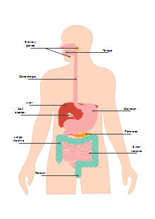 Blank Human Body Diagram, EdrawMax