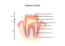 Molar Tooth Anatomy