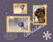 Multiple Photos Christmas Card