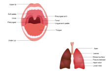 Oral Diagram